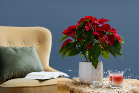 Beautiful Poinsettia, candles and garland on wooden table indoors, space for text. interior elementsの写真素材