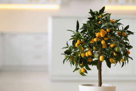 Kumquat tree indoors, closeup with space for text. interior designの写真素材