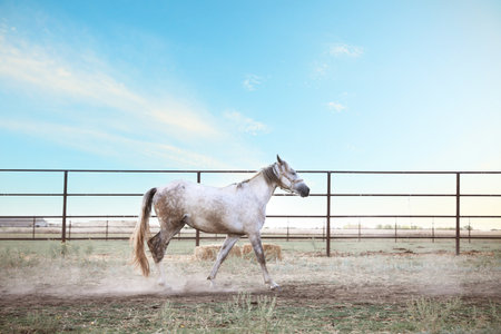Gray horse outdoors on sunny day. Beautiful petの写真素材