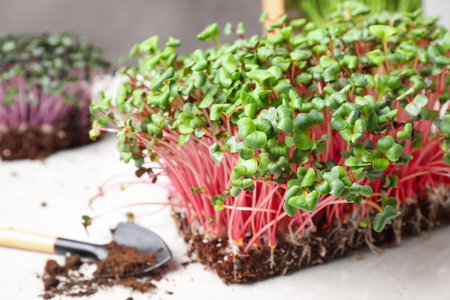 Fresh organic microgreens on white table, closeupの写真素材