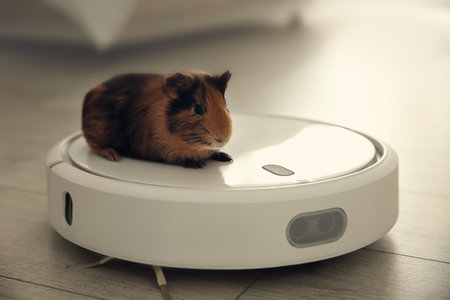 Modern robotic vacuum cleaner and guinea pig on floor at homeの写真素材