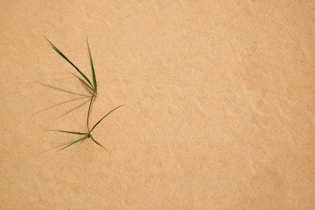 Green grass growing in sandy desert, flat lay. Space for textの写真素材