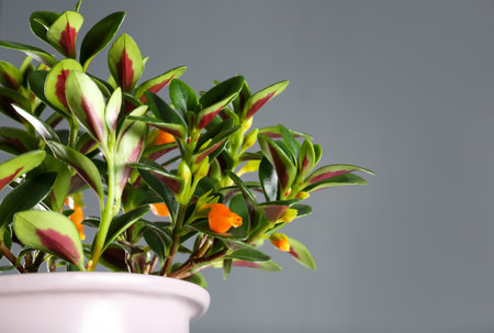 Beautiful potted Goldfish plant on gray backgroundの写真素材