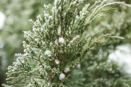Branch of coniferous tree covered with hoarfrost outdoors on cold winter morning, closeup