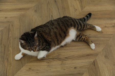 Cute cat resting on warm floor at home. heating systemの写真素材