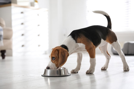 Cute Beagle puppy eating at home. Adorable petの写真素材
