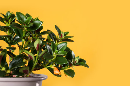 Beautiful potted Goldfish plant on yellow background, closeup. Space for textの写真素材