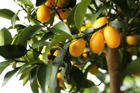 Kumquat tree with ripening fruits outdoors, closeupの写真素材