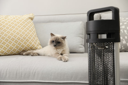 Adorable Birman cat on sofa near modern electric heater indoorsの写真素材