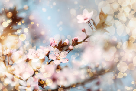 Closeup view of blossoming tree outdoors on spring dayの写真素材