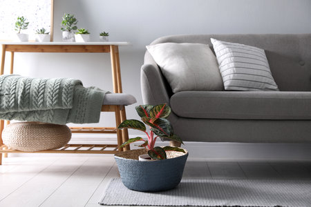 Folded knitted blanket on bench near sofa indoors. home interiorの写真素材