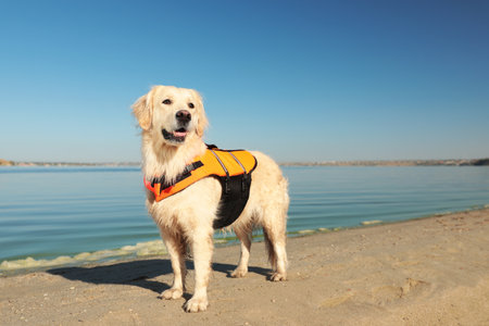 Dog rescuer in life vest on beach near riverの写真素材