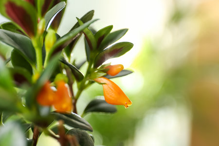 Beautiful Goldfish plant on blurred background, closeupの写真素材