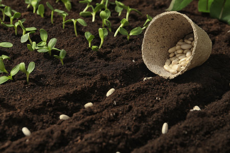 Peat pot with white beans on fertile soil. vegetable seedsの写真素材