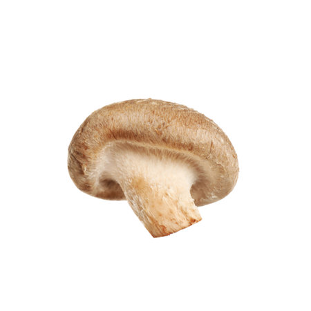 Fresh wild shiitake mushroom isolated on whiteの写真素材