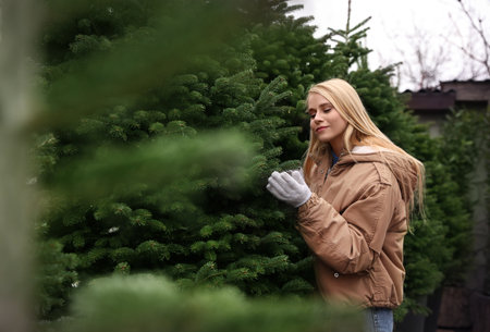 Woman choosing plants at Christmas tree farm. Space for textの写真素材