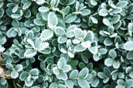 leaves Bush covered with hoarfrost outdoors on cold winter morning, closeupの写真素材
