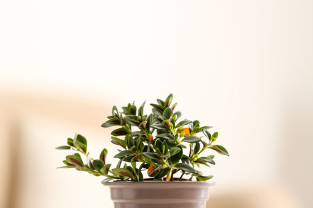 Beautiful potted Goldfish plant on blurred background, closeupの写真素材