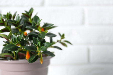 Beautiful potted Goldfish plant near white brick wall, closeup. Space for textの写真素材