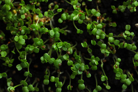 Young arugula sprouts growing in soil, top viewの写真素材