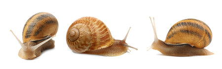 Collection of common garden snails on white background. Banner designの写真素材
