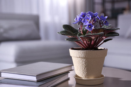 Modern living room interior with beautiful potted plant, space for textの写真素材