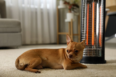 Chihuahua near modern electric halogen heater at homeの写真素材
