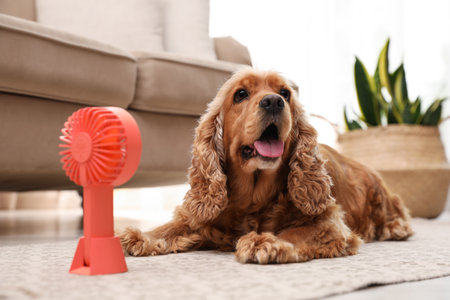English Cocker Spaniel enjoying air flow from fan on floor indoors. Summer heatの写真素材