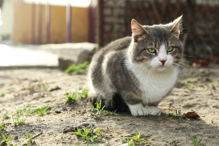 Lonely stray cat outdoors. Pet homelessness problemの写真素材