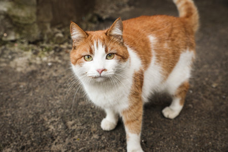 Lonely stray cat outdoors. Pet homelessness problemの写真素材