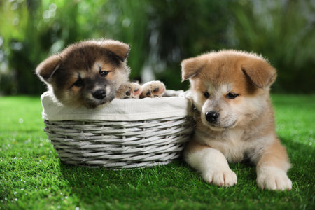 Cute Akita Inu puppies on green grass outdoorsの写真素材