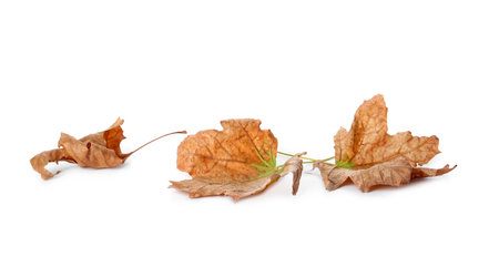 Dry leaves on white background. Autumn seasonの写真素材