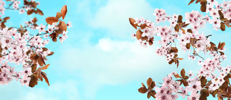 Amazing spring blossom. Tree branches with beautiful flowers outdoors on sunny day, banner designの写真素材