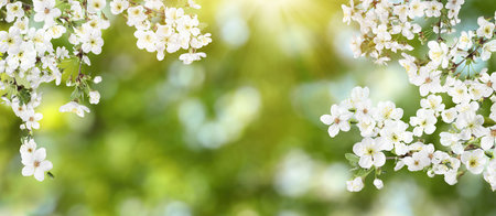 Amazing spring blossom. Tree branches with beautiful flowers outdoors, banner designの写真素材