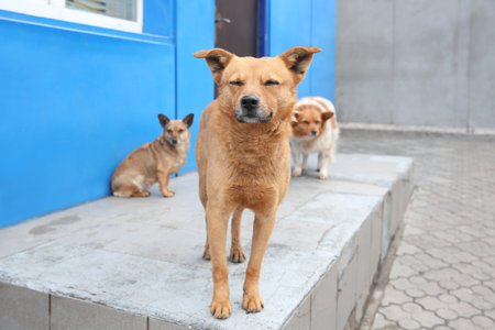 Homeless dogs on porch outdoors. Abandoned animalsの写真素材