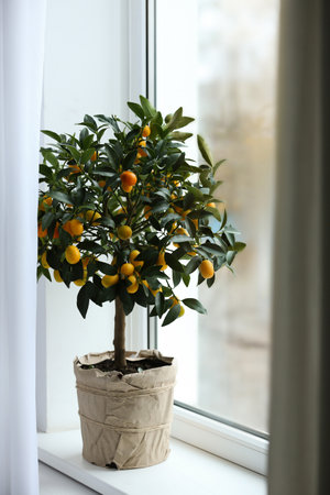 Potted kumquat tree on window sill indoors. interior designの写真素材
