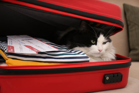 Cute cat sitting in suitcase with clothes and tickets on sofaの写真素材