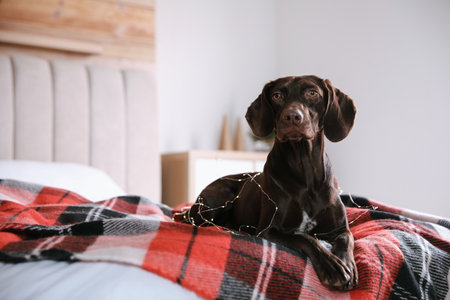 Cute dog with Christmas lights on bed at home, space for textの写真素材