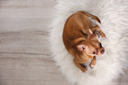 Cute Chihuahua dog lying on warm floor, top view with space for text. Heating systemの写真素材