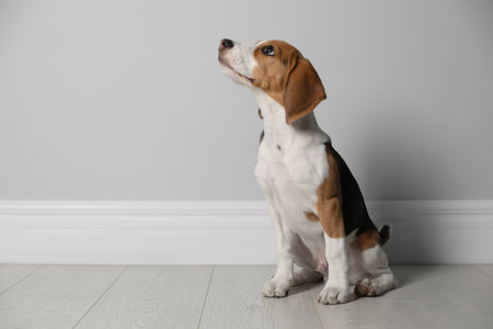Cute Beagle puppy near grey wall indoors. Adorable petの写真素材