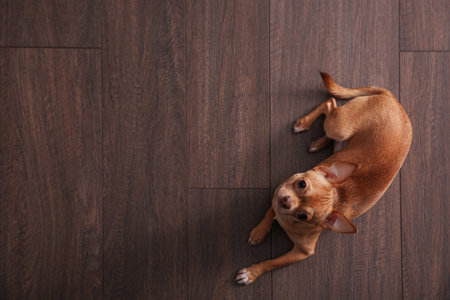 Cute Chihuahua dog lying on warm floor, top view with space for text. Heating systemの写真素材