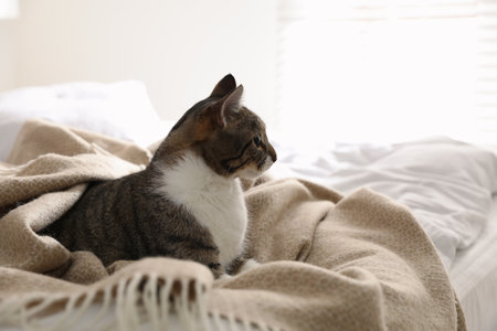 Adorable cat under plaid on bed at homeの写真素材