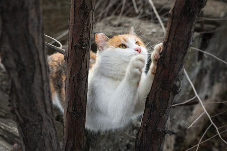 Lonely stray cat outdoors. Pet homelessness problemの写真素材