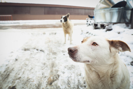 Homeless dog on city street in winter. Abandoned animalの写真素材