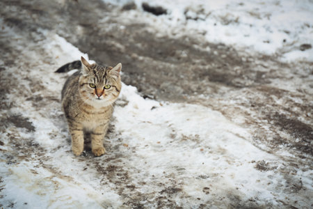 Homeless cat outdoors on winter day. Abandoned animalの写真素材