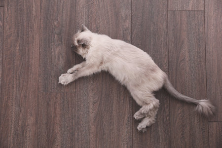 Beautiful fluffy cat lying on warm floor in room, top view. Heating systemの写真素材