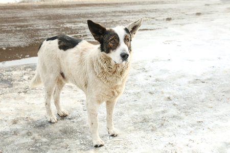 Homeless dog on city street in winter. Abandoned animalの写真素材
