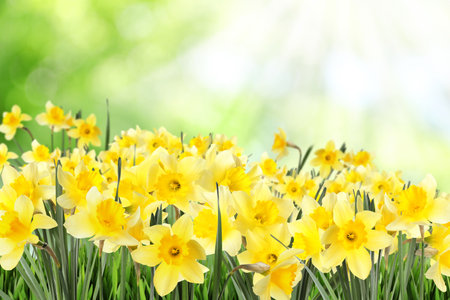 Beautiful spring flowers outdoors on sunny dayの写真素材