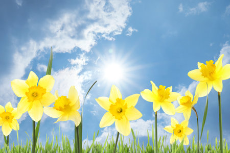 Beautiful spring flowers outdoors on sunny dayの写真素材