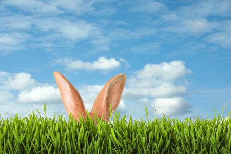 Cute Easter bunny hiding in green grass outdoors